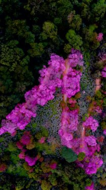 Chiang Mai Khun Chan Khian Tayland 'daki Sakura Kiraz Çiçeği Doi Suthep' te, Dağlardaki pembe kiraz ağaçlarının havadan görünüşü, Tayland 'daki Chiang Mai. 