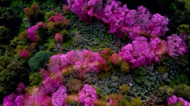 Chiang Mai Tayland 'da Sakura Kiraz Çiçeği Doi Suthep' te, Dağlarda pembe kiraz ağaçlarının havadan görünüşü, Tayland 'da Chiang Mai. 