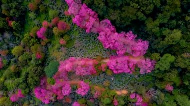 Chiang Mai Tayland 'da Sakura Kiraz Çiçeği Doi Suthep' te, Dağlarda pembe kiraz ağaçlarının havadan görünüşü, Tayland 'da Chiang Mai. 