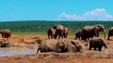 Filler banyo yapıyor, Addo Fil Parkı Güney Afrika Addo Fil Parkı 'nda Filler Ailesi Addo Fil Parkı' nda filler çamurlu bir havuzda banyo yapıyor. Afrika Filleri. 