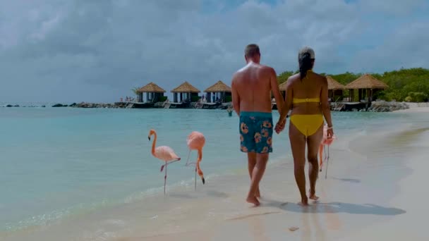 Plage Aruba Avec Flamants Roses Plage Flamant Rose Plage Île — Video