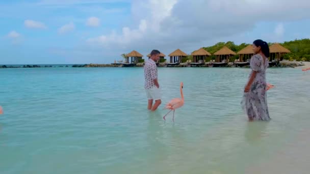 Praia Aruba Com Flamingos Cor Rosa Praia Flamingo Praia Ilha — Vídeo de Stock