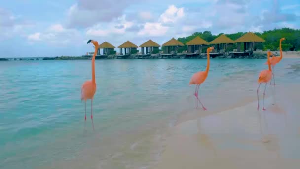 Aruba Strand Rózsaszín Flamingókkal Strandon Flamingó Strandon Aruba Sziget Karib — Stock videók