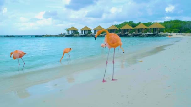 Aruba Strand Rózsaszín Flamingókkal Strandon Flamingó Strandon Aruba Sziget Karib — Stock videók