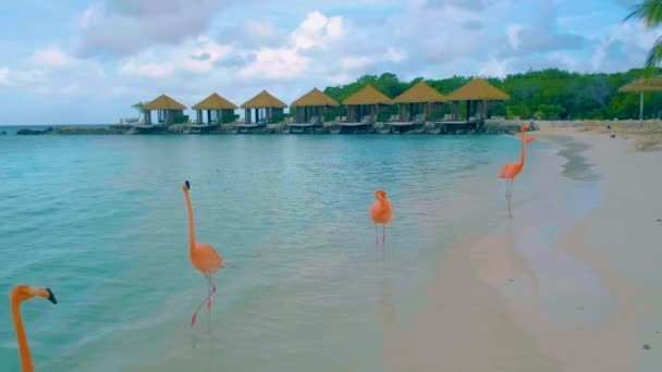 Praia Aruba Com Flamingos Rosa Praia Flamingo Rosa Praia Ilha — Vídeo de Stock