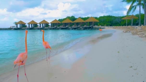 ビーチでピンクのフラミンゴを持つフラミンゴアルバビーチ アルバ島カリブ海のビーチでフラミンゴ ターコイズブルーの海が広がるビーチフロントのカラフルなフラミンゴ — ストック動画