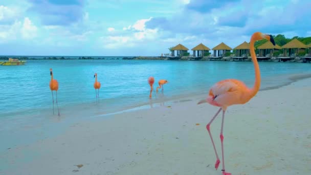 Pláž Flamingo Aruba Růžovými Plameňáky Pláži Plameňák Pláži Karibiku Ostrově — Stock video
