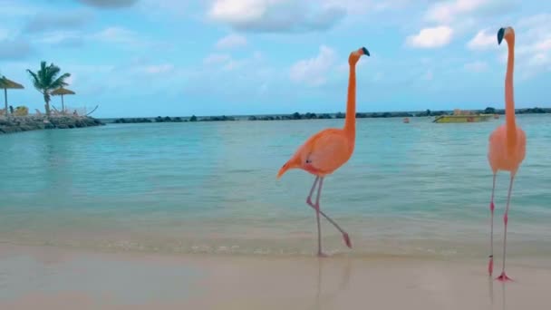 Pláž Flamingo Aruba Růžovými Plameňáky Pláži Plameňák Pláži Karibiku Ostrově — Stock video