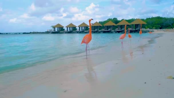 Пляж Аруба Рожевими Фламінго Пляжі Рожевий Фламінго Пляжі Острові Аруба — стокове відео