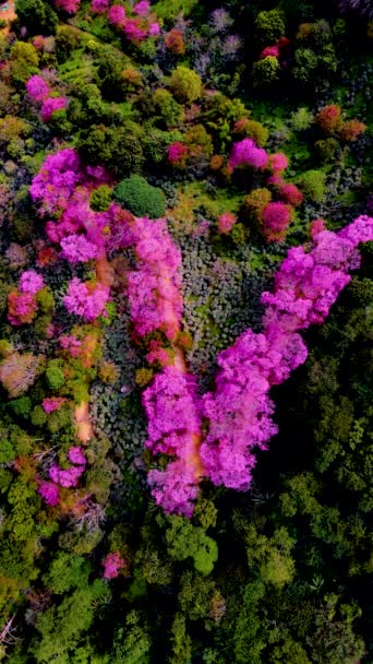 チェンマイの桜 Khun Chan Khian Thailand At土井Suthep 空から見た山のピンクの桜 冬のチェンマイ — ストック動画