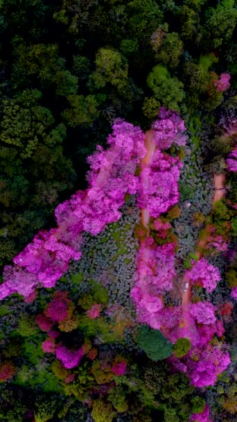 チェンマイの桜 Khun Chan Khian Thailand At土井Suthep 空から見た山のピンクの桜 冬のチェンマイ — ストック動画
