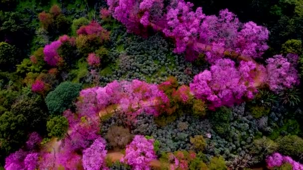 Sakura Cherry Blossom Chiang Mai Thailand Doi Suthep Aerial View — Stock Video