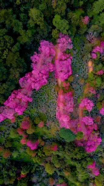 Sakura Cherry Blossom Chiang Mai Thailand Doi Suthep Aerial View — Vídeos de Stock