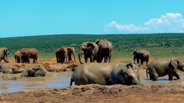 Слони Купаються Аддо Слон Парк Південної Африки Сім Слонів Парку — стокове відео