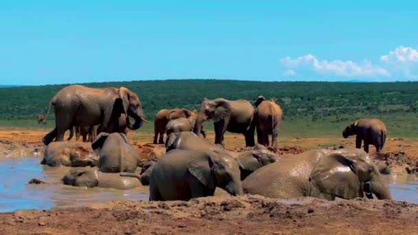 象の入浴 象公園の追加南アフリカ 象の家族Addo象公園 象は泥付きのウォータープールで入浴します アフリカゾウ — ストック動画