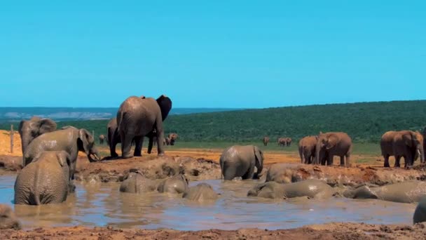 Elephants Bathing Addo Elephant Park South Africa Family Elephants Addo — Vídeo de stock