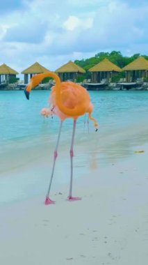 Plajda pembe flamingolu Aruba plajı, Aruba Adası Karayipleri 'nde flamingo. Sahilde turkuaz renkli okyanuslu renkli bir flamingo