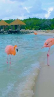Plajda pembe flamingolu Aruba plajı, Aruba Adası Karayipleri 'nde flamingo. Sahilde turkuaz renkli okyanusla renkli bir flamingo.