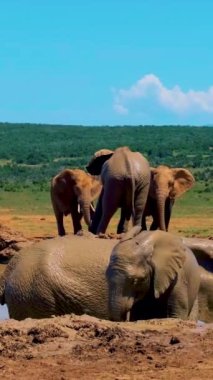 Filler banyo yapıyor, Addo Fil Parkı Güney Afrika Addo Fil Parkı 'nda Filler Ailesi Addo Fil Parkı' nda filler çamurlu bir havuzda banyo yapıyor. Afrika Filleri. 