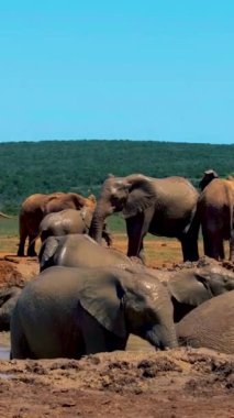 Filler banyo yapıyor, Addo Fil Parkı Güney Afrika Addo Fil Parkı 'nda Filler Ailesi Addo Fil Parkı' nda filler çamurlu bir havuzda banyo yapıyor. Afrika Filleri. 