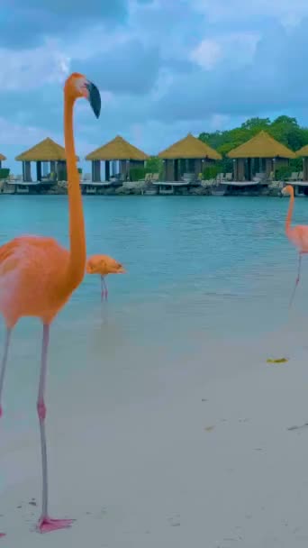 Pláž Aruba Růžovými Plameňáky Pláži Plameňák Pláži Karibiku Ostrově Aruba — Stock video