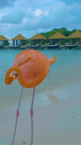 阿鲁巴海滩 海滩上有粉色火烈鸟 阿鲁巴岛加勒比海滩上有火烈鸟 一个五颜六色的火烈鸟在海滨与草屋色的海洋 — 图库视频影像