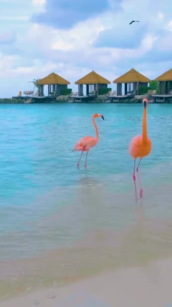 Aruba Beach Pink Flamingos Beach Flamingo Beach Aruba Island Caribbean — Stock Video