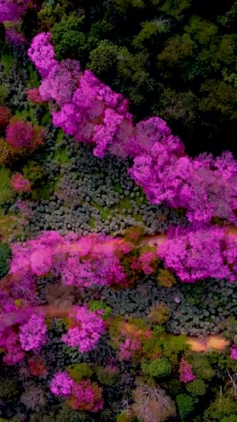 Sakura Cherry Blossom Chiang Mai Khun Chan Khian Thajsko Doi — Stock video