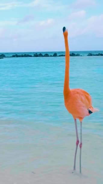 Пляж Аруба Рожевими Фламінго Пляжі Фламінго Острові Аруба Карибського Моря — стокове відео