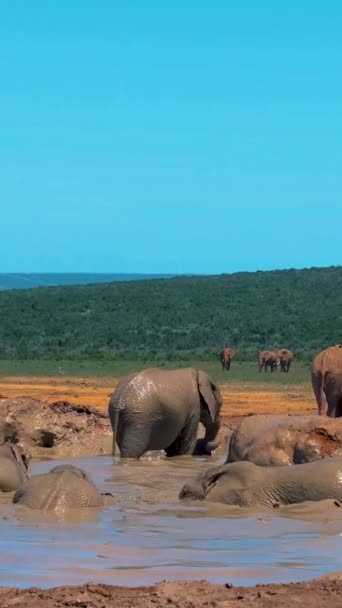 Elephants Bathing Addo Elephant Park South Africa Family Elephants Addo — Stock Video