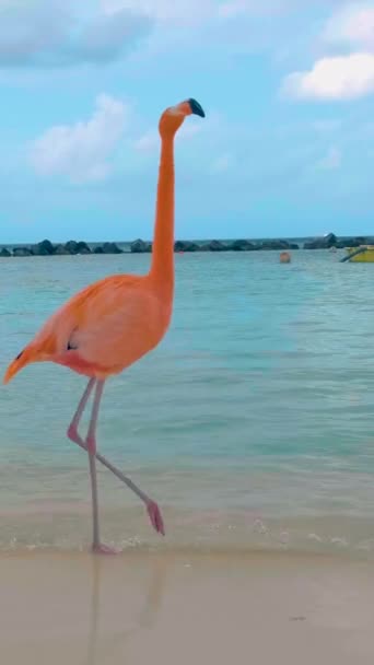 阿鲁巴海滩 海滩上有粉色火烈鸟 阿鲁巴岛加勒比海滩上有火烈鸟 一个五彩缤纷的火烈鸟在海滨与草屋色的海洋 — 图库视频影像