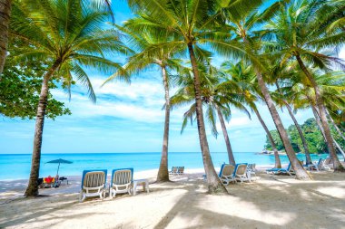 Güneşli bir günde Phuket Tayland 'da palmiye ağaçları ve plaj sandalyeleriyle sörf sahili.
