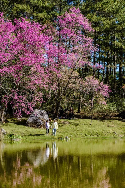 在泰国北部的樱花盛开 在清迈省的泰国兰花苗圃盛开的野生喜马拉雅山樱花樱花 在泰国看到樱花盛开的奇景 — 图库照片