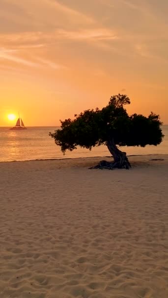 Sunset Eagle Beach Aruba Sailing Boat — 비디오