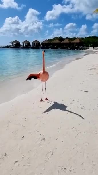 Flamingos Beach Aruba Flamingo Beach Aruba — Vídeos de Stock