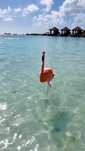 Flamingos Beach Aruba Flamingo Beach Aruba — Stok video