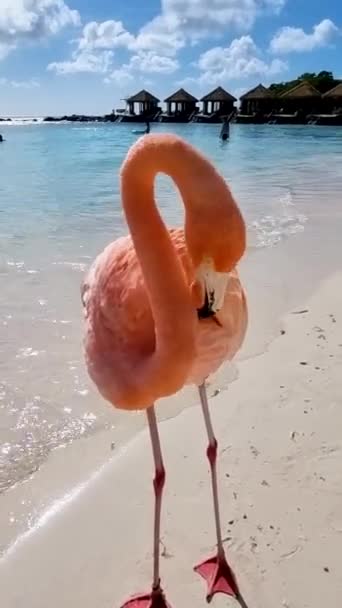 Фламинго Пляже Арубе Пляж Фламинго Аруба — стоковое видео