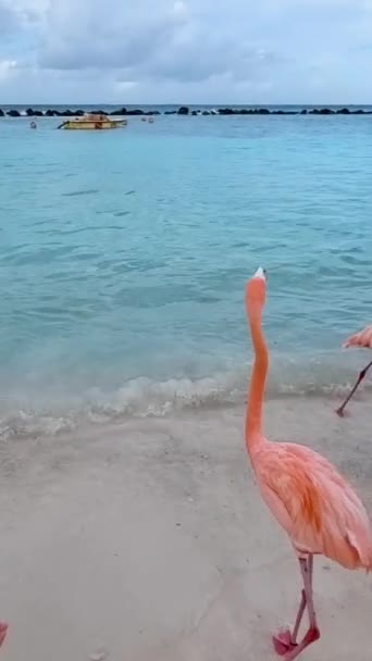 Pink Flamingos Beach Aruba Flamingo Beach Aruba — Stock videók