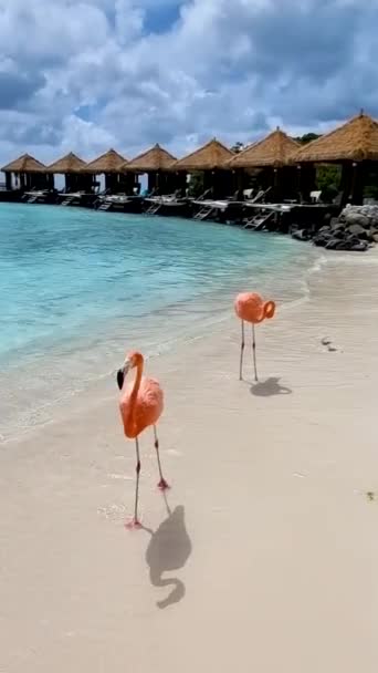 Pink Flamingos Beach Aruba Flamingo Beach Aruba — Stock videók