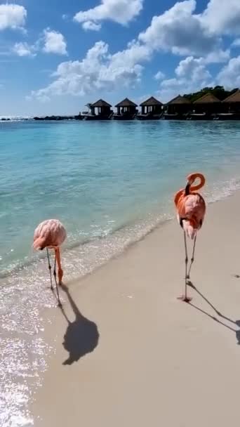 Flamingos Beach Aruba Sunny Day Flamingo Beach Aruba — Stock videók