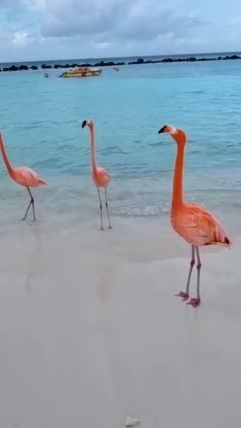 Pink Flamingos Στην Παραλία Αρούμπα Παραλία Φλαμίνγκο Αρούμπα — Αρχείο Βίντεο