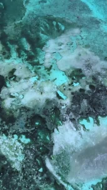 Anse Source Argent Beachのサンゴ礁La Digue Islandトロピカルビーチのセイシェル空中ビューセイシェル — ストック動画