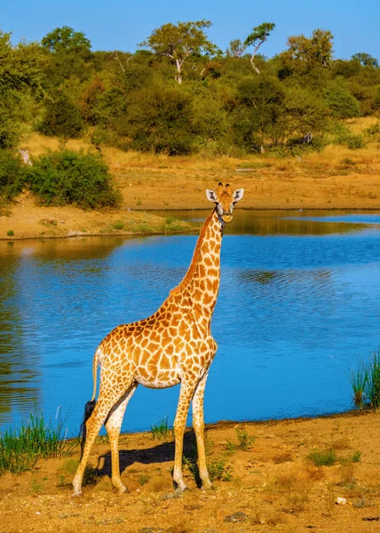 Giraffe Een Savannah Landschap Tijdens Zonsondergang Zuid Afrika Klaserie Private — Stockfoto