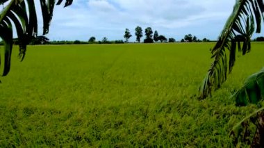 Green rice paddy fields in the countryside of Thailand.
