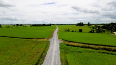 road with green rice paddy fields in the countryside of Thailand.