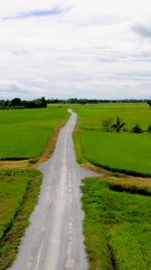 road with green rice paddy fields in the countryside of Thailand.