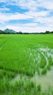 Green rice paddy fields in the countryside of Thailand.