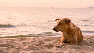 A street dog on the beach during sunset on the beach of Pattaya Thailand in the evening