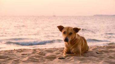 A street dog on the beach during sunset on the beach of Pattaya Thailand in the evening