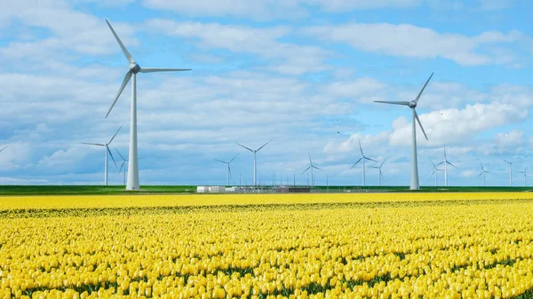 Windmill Turbines Blue Sky Colorful Tulip Fields Flevoland Netherlands — Stock fotografie